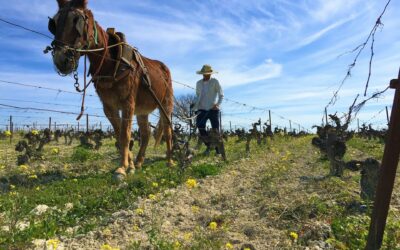 The difference between wine-growers, vines guardians and vigneron in the marco de Jerez