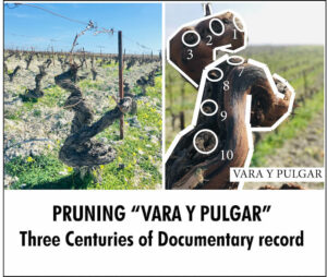 Pruning "Vara y pulgar"