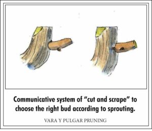 Pruning "Vara y pulgar"
