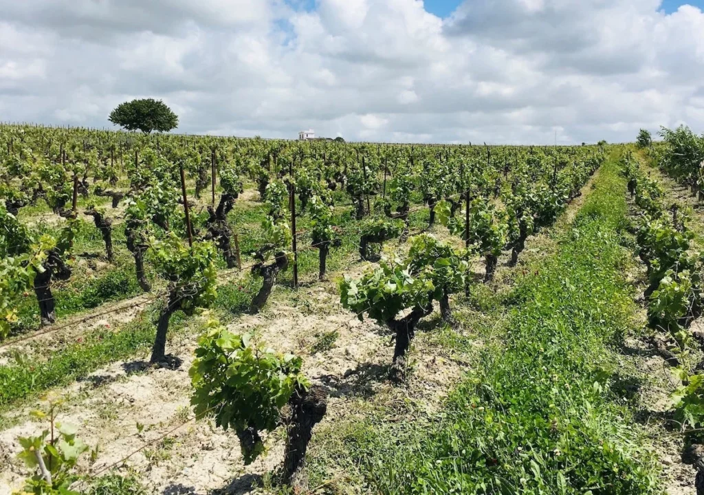 La-Platera-muchada-leclapart