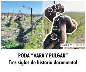 Poda Vara y Pulgar